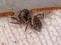 Simaetha_thoracica_D7880_Z_88_North Stradbroke island_Australie